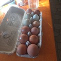 Selling with In-person Payment: Farm fresh hatching eggs 