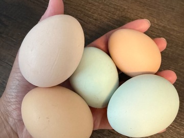 Selling with In-person Payment: Nest run chicken eggs