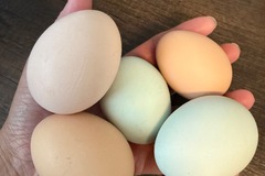 Selling with In-person Payment: Nest run chicken eggs