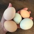 Selling with In-person Payment: Nest run chicken eggs