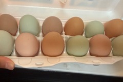 Selling with In-person Payment: Nest run chicken eggs