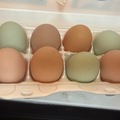 Selling with In-person Payment: Nest run chicken eggs