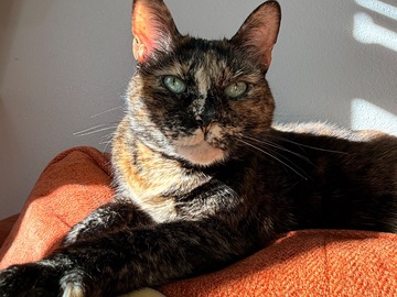   : Ophelia 