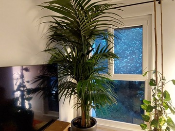Vente: 2m13 - Dypsis lutescens - Tuteuré