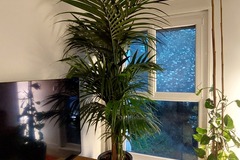 Vente: 2m13 - Dypsis lutescens - Tuteuré