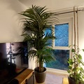 Vente: 2m13 - Dypsis lutescens - Tuteuré