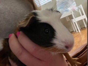   : Abby