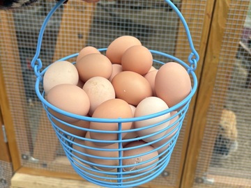 Selling with In-person Payment: Fresh backyard chicken eggs 