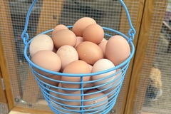 Selling with In-person Payment: Fresh backyard chicken eggs 