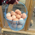 Selling with In-person Payment: Fresh backyard chicken eggs 