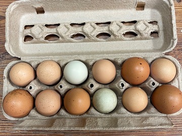 Selling with In-person Payment: Organic farm fresh free range chicken eggs