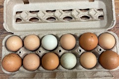 Selling with In-person Payment: Organic farm fresh free range chicken eggs