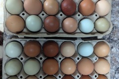 Selling with In-person Payment: Free Range Unwashed Chicken Eggs