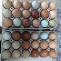 Selling with In-person Payment: Free Range Unwashed Chicken Eggs