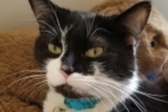   : Millie