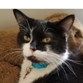   : Millie