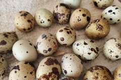 Selling with In-person Payment: Fresh quail eggs for sale