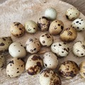 Selling with In-person Payment: Fresh quail eggs for sale