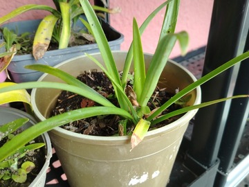 Vente: Agapanthe