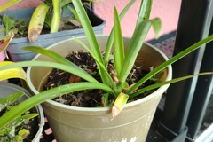 Sales: Agapanthe