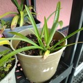 Sales: Agapanthe