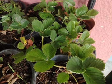 Vente: Fraisiers 