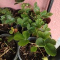Sales: Fraisiers 