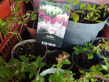 Vente: Astilbe