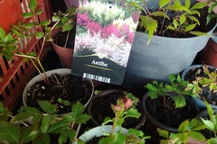 Sales: Astilbe