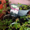 Sales: Astilbe