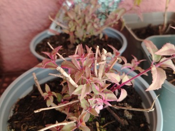 Vente: Fushia panaché
