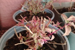 Sales: Fushia panaché
