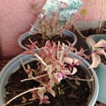 Sales: Fushia panaché