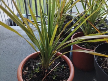 Vente: Cordyline