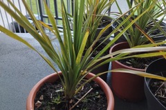 Sales: Cordyline