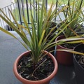 Sales: Cordyline