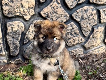   : Rocky