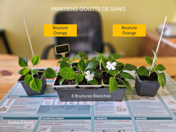 Vente: Bouture Impatiens Goutte de sang (orange ou blanche)