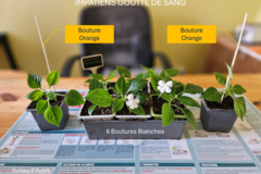 Sales: Bouture Impatiens Goutte de sang (orange ou blanche)