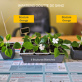 Sales: Bouture Impatiens Goutte de sang (orange ou blanche)