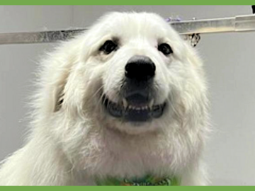  : Sampson