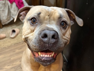   : Santana 