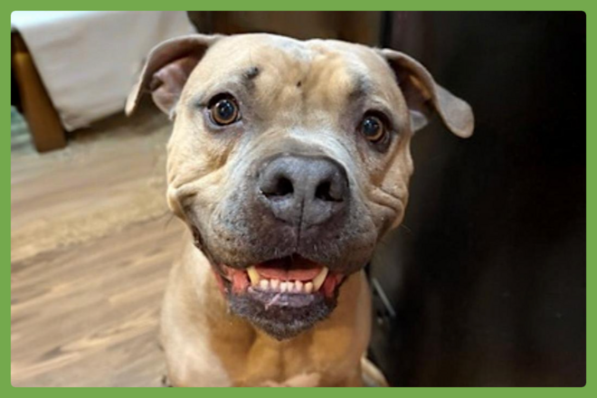 Santana, a american pitbull terrier looking for a loving home in Bowman, GA