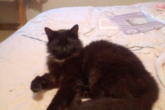   : Alice