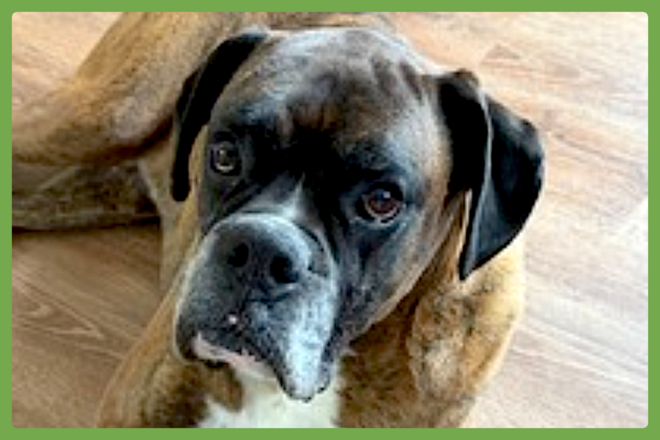 Simba, a boxer looking for a loving home in Bellingham, MA