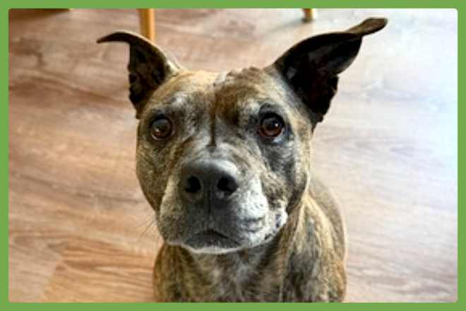 Sophie, a staffordshire bull terrier mix looking for a loving home in Bellingham, MA
