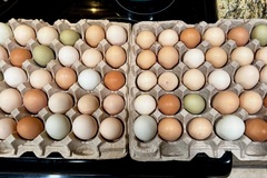 Selling with In-person Payment: Free range, unwashed, chicken, eggs, very fresh!