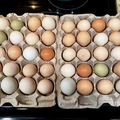 Selling with In-person Payment: Free range, unwashed, chicken, eggs, very fresh!