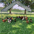 Selling with In-person Payment: Happy Chickens Lays Beautiful Eggs 