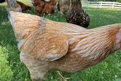 Selling with In-person Payment: Happy Chickens Lays Beautiful Eggs 